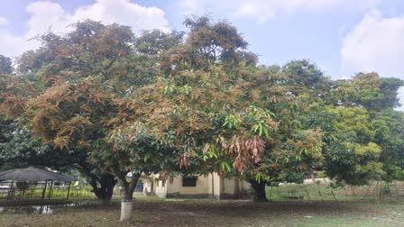 Malda Mango Cultivation