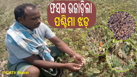 ଡ଼ ବର୍ଷା ଉଜାଡି ଦେଲା ରବି ଫସଲ