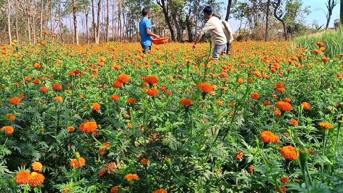 flowers farming