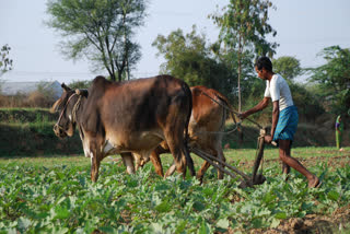 PM Kisan Scheme