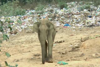 FOREST DEPARTMENT  MUNNAR ELEPHANT FIGHT  PADAYAPPA ELEPHANT MUNNAR  LATEST NEWS IN MALAYALAM