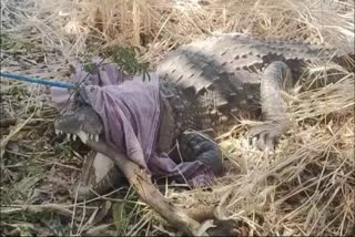 SAGAR WHEAT FIELD CROCODILE FOUND