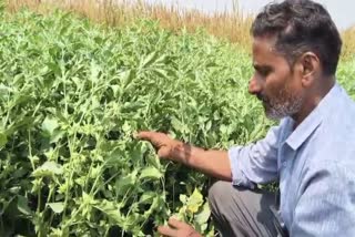 बालाजी महादेव किसान