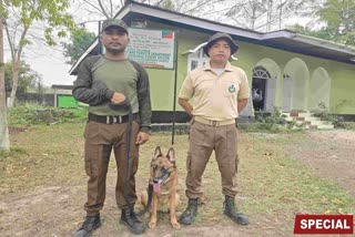 Sniffer Dog Quarmi