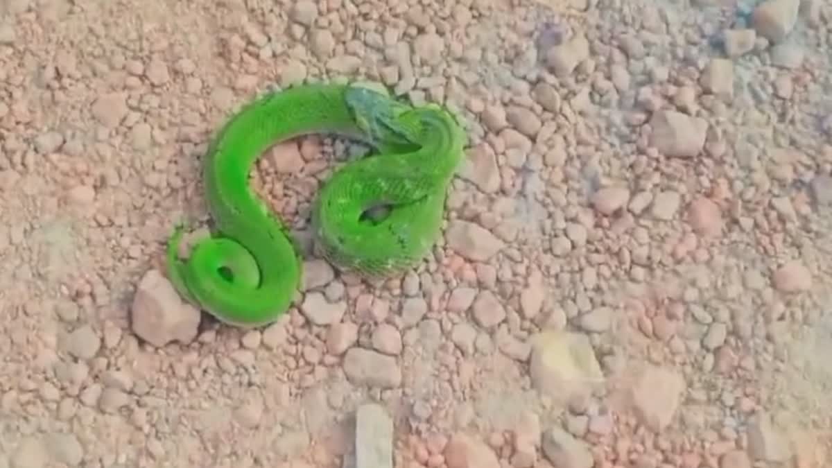 RARE SPECIES OF SNAKE IN SHIVPURI