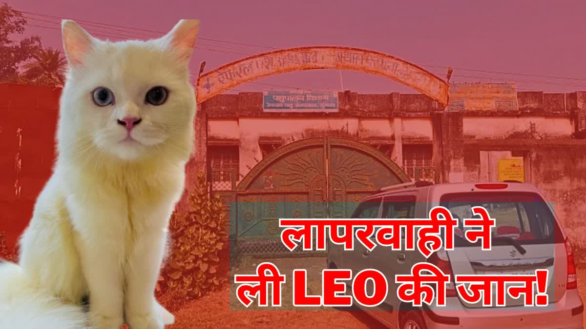 FIR registered on death of Persian cat in Dumka