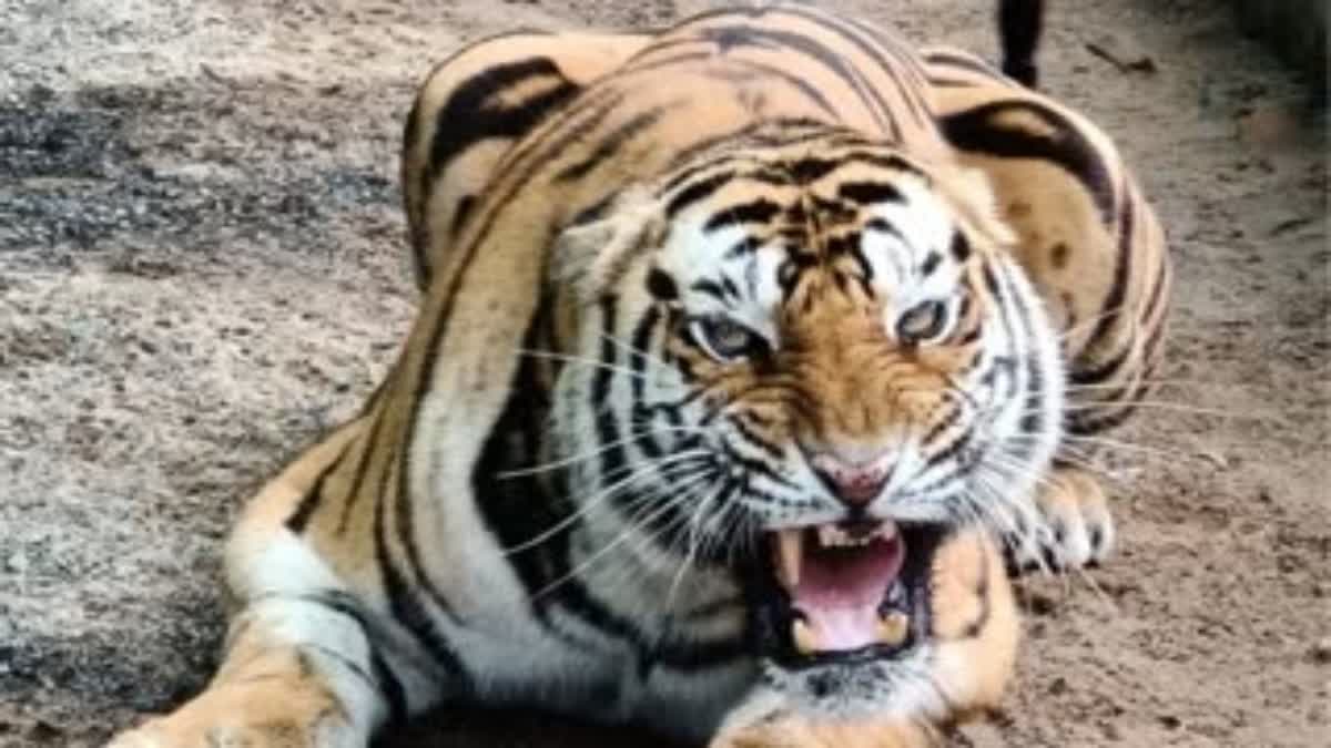 Tiger of Panna Tiger Reserve has camped in villages for months, villagers in panic