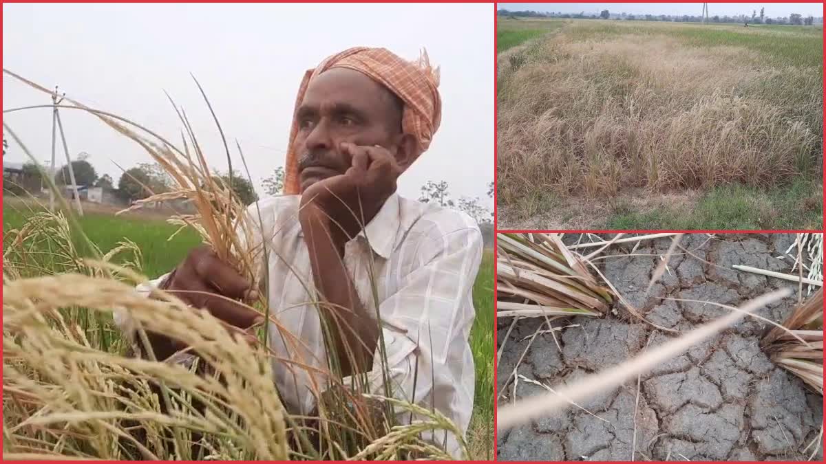 Crop Loss Due To No Water in Mulugu District