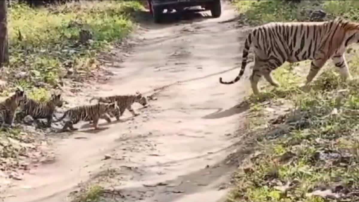 TIGRESS SEEN WITH CUB IN PENCH