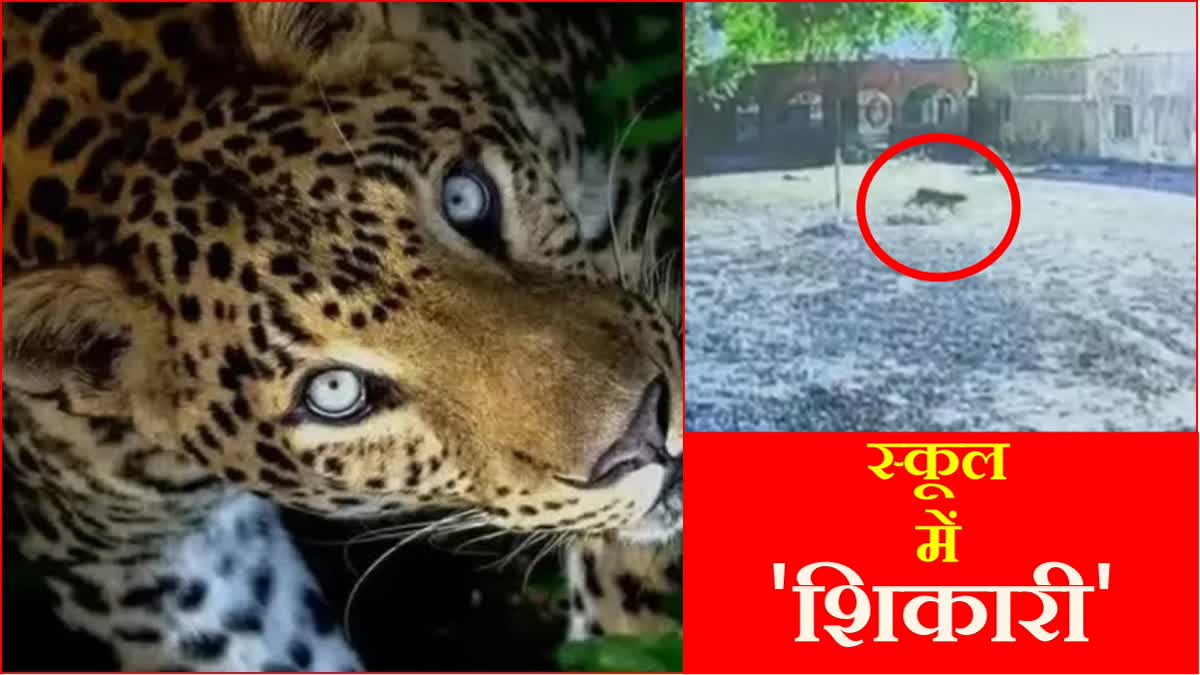 Leopard entered government school in Karnal of Haryana