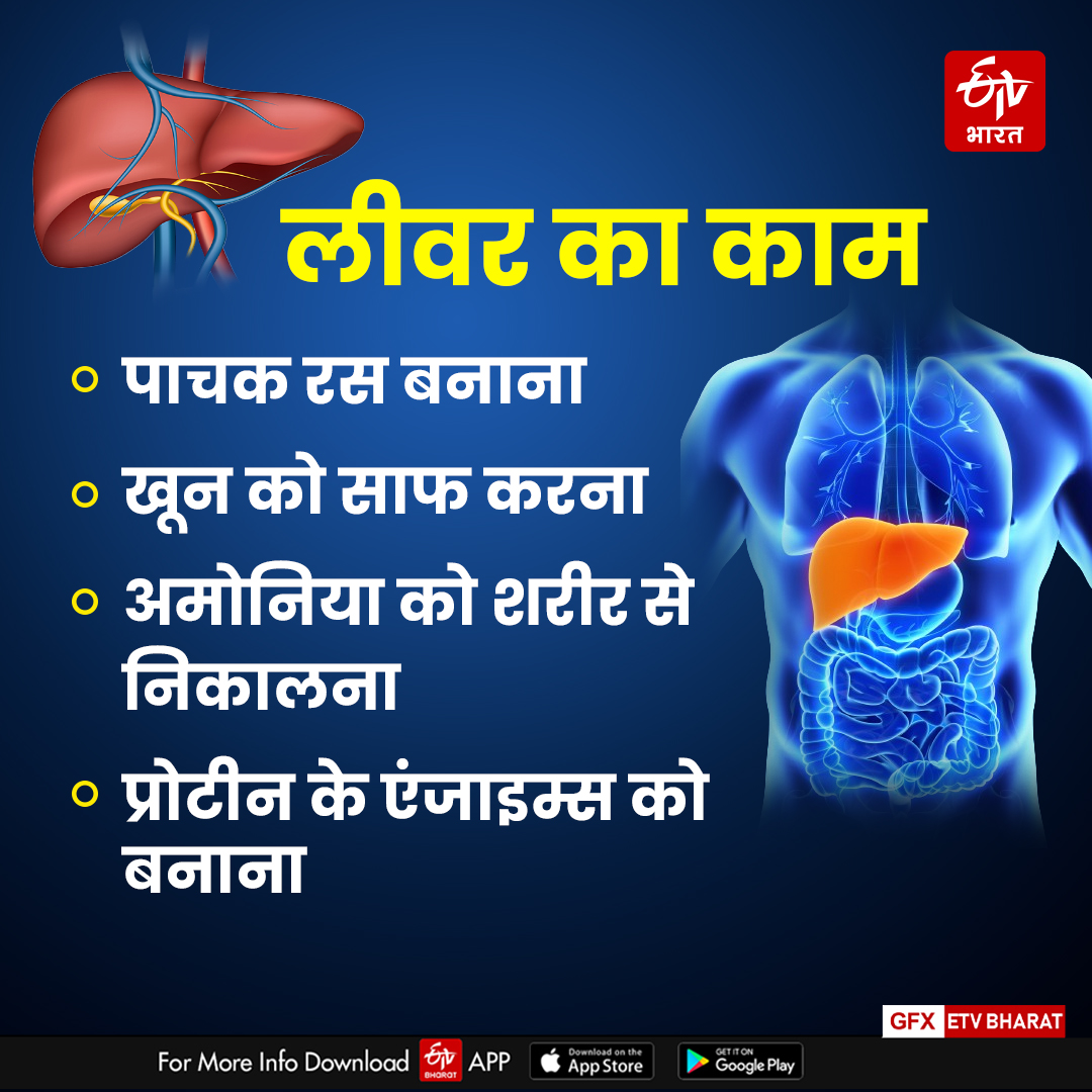 what is the function of liver