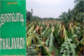 banana-trees-were-broken-and-damaged-due-to-strong-winds-and-heavy-rain-in-erode