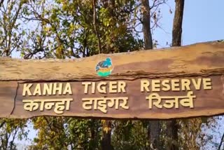 kanha national park jungle safari