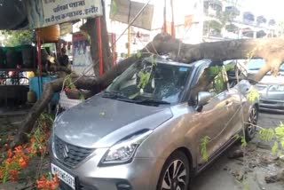 INDORE TREE FELL ON CAR