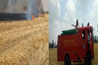In Barnala, the grain of wheat was burnt to ashes due to fire