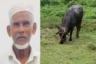 KOZHIKODE BUFFALO ATTACK  MAN DIED BY BUFFALO ATTACK  പോത്തിന്‍റെ കുത്തേറ്റ് മരിച്ചു  പോത്ത് ആക്രമണം