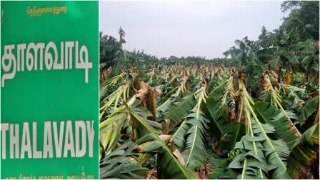 banana-trees-were-broken-and-damaged-due-to-strong-winds-and-heavy-rain-in-erode