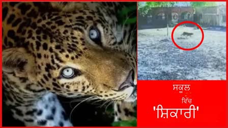 Leopard entered government school in Karnal