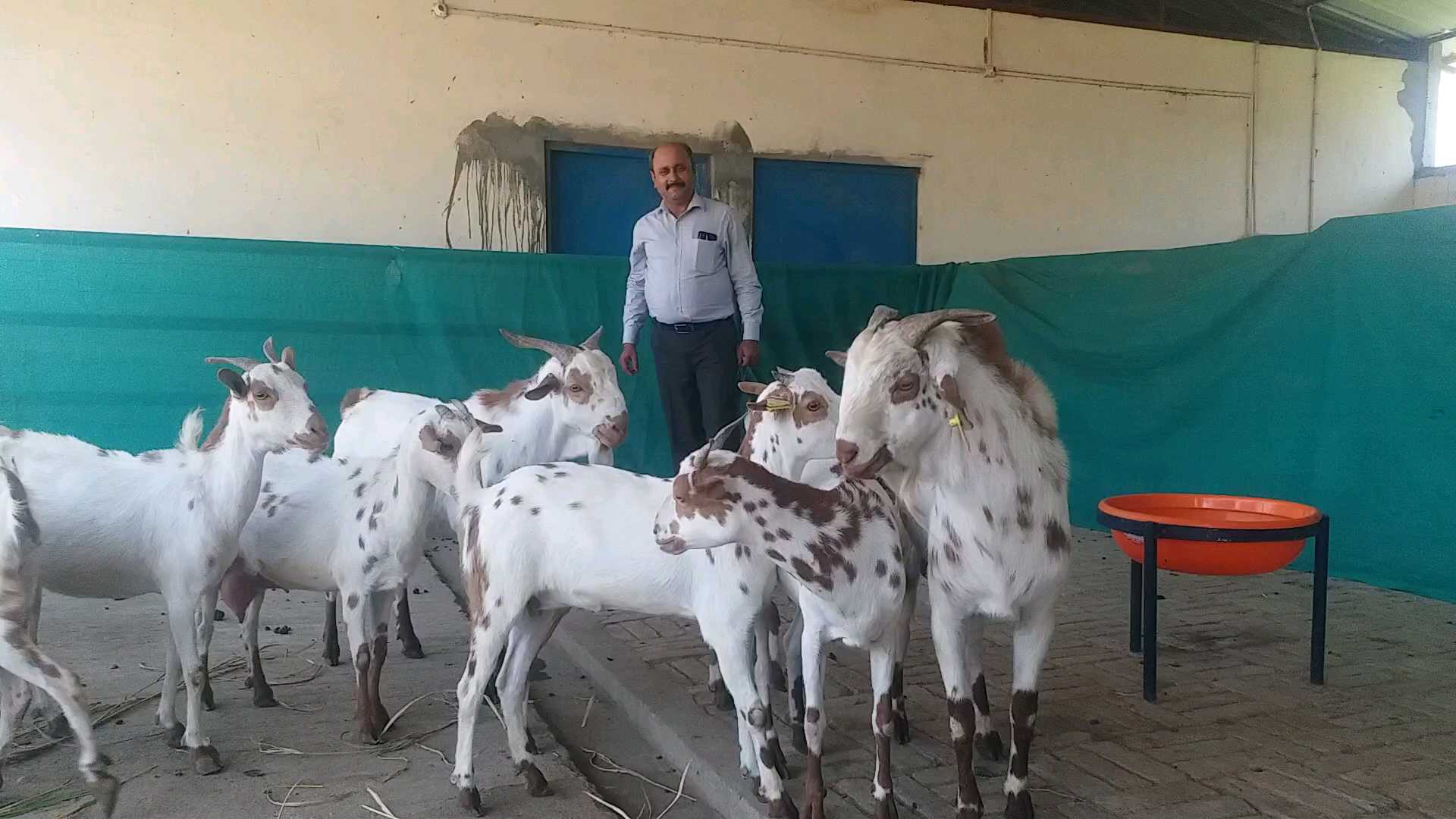 Goat Farming Uttarakhand