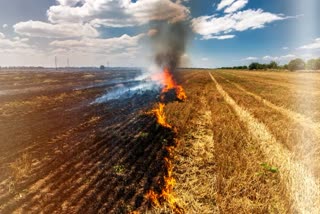 SHIVPURI FARMERS BURNT STUBBLE