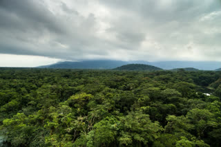 Indonesia Food Plan Risks 'World's Largest' Deforestation