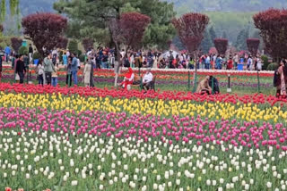 TULIP GARDEN