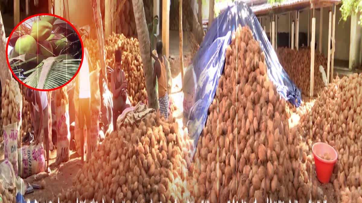 Coconut Prices Fall