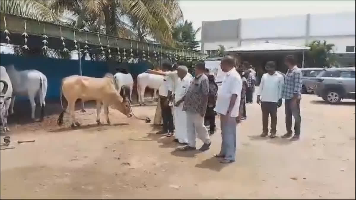 kangeyam bull exhibition image