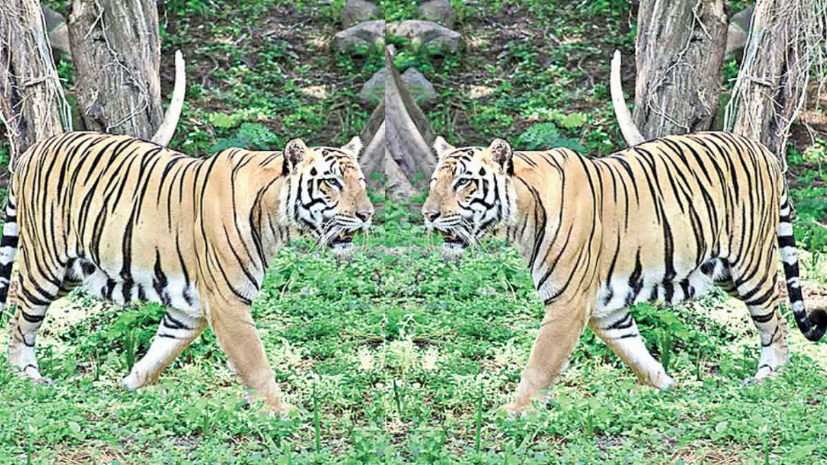 NEHRU ZOOLOGICAL PARK HYDERABAD  TIGERS REUNITE  കടുവകൾ ഒന്നിക്കുന്നു  LIFTED BAN ON PROGENY