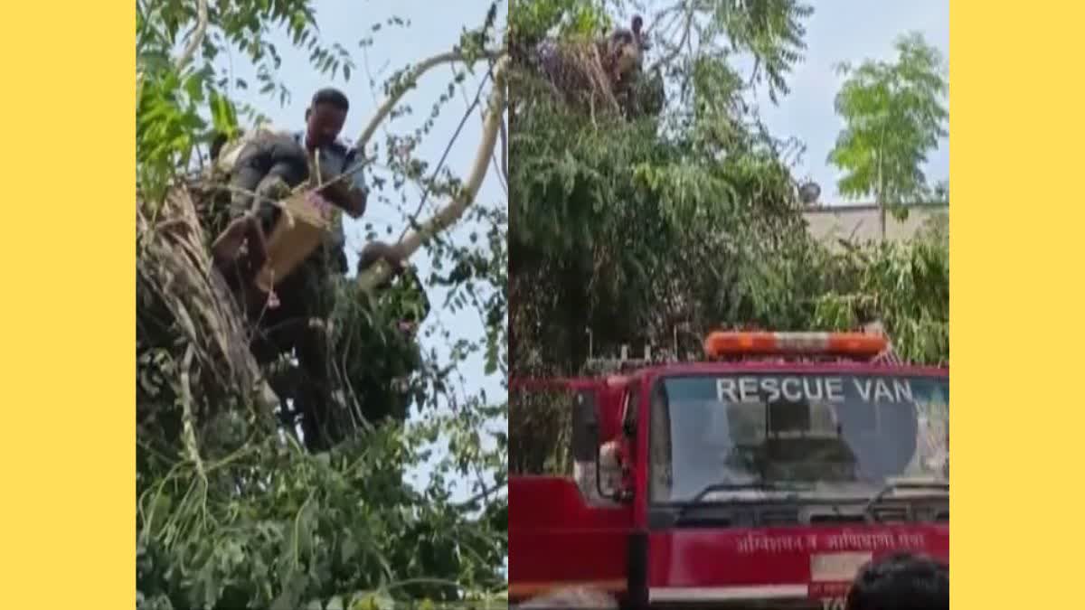 Youth Rescue In Tree
