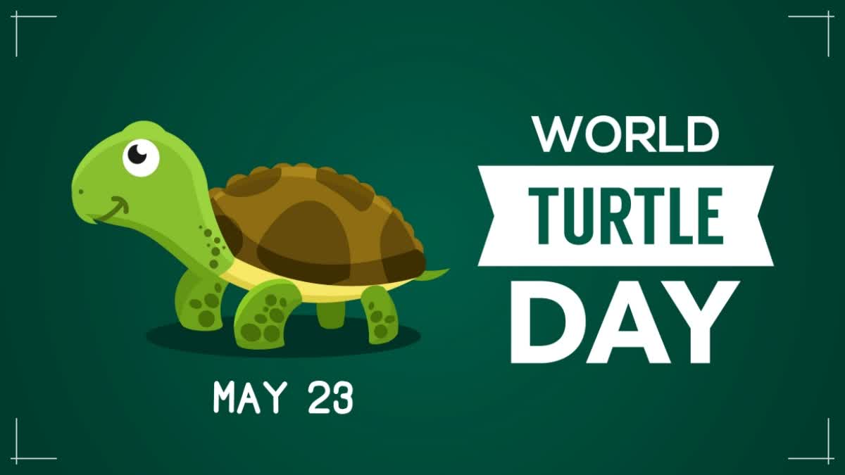 WORLD TURTLE DAY 2024