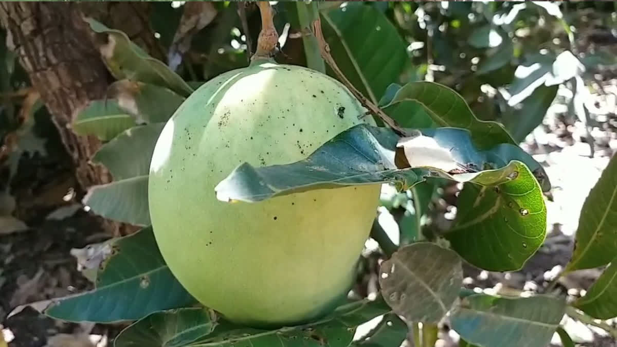 Mango In Adra Nakshatra