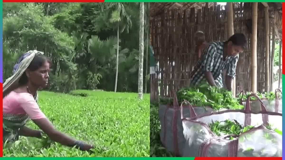 200 Tea Factories Will Be Closed