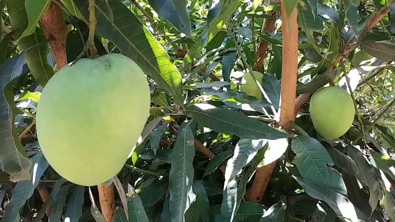 Mango In Adra Nakshatra