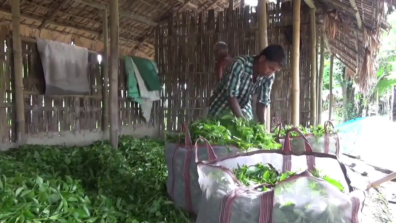 200 Tea Factories Will Be Closed