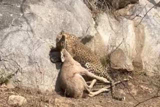 PANTHER HUNTING SAMBAR IN SARISKA