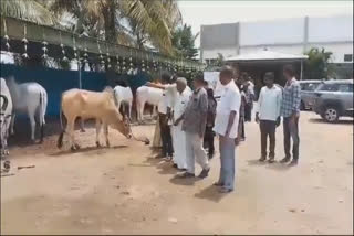 kangeyam bull exhibition image