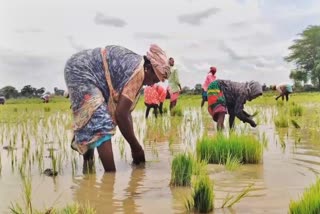 women on Planting work