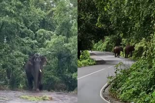 WILD ELEPHANT  റോഡിൽ കാട്ടാനയിറങ്ങി  കൊച്ചി ധനുഷ്‌ക്കോടി ദേശീയപാത  WILD ELEPHANT ISSUE