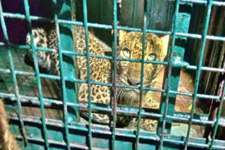 Photo of Leopard Captured in Tirunelveli