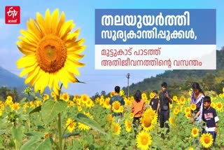 SUNFLOWER FARMS IN IDUKKI  HIGH RANGE SUMMER FARMING  TOURIST ATTRACTIONS IN IDUKKI  ഇടുക്കി മുട്ടുകാട് സൂര്യകാന്തി പാടം