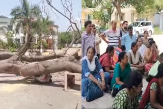 Tree fell Down a Person Died Family Protest
