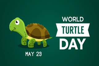 A total of 300 species of turtles exist on this planet, out of which 129 are endangered species because of human activities. Turtles can be of all shapes and sizes, such as the bog turtle which can be as small as 4 inches, and then the Leatherback sea turtle which can weigh over 1000 pounds and 8 feet long. Let us dedicate this day to raise awareness about the importance of protecting turtles and their habitats.