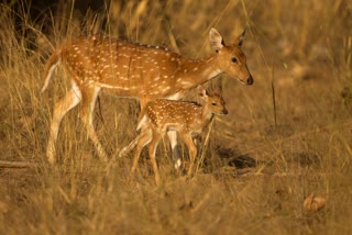 DOGS KILLED CHITAL IN SHAHDOL