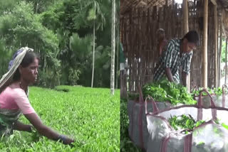 200 Tea Factories Will Be Closed