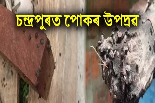 BAMBOO SEED BUGS AFFECTED AREAS