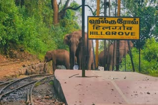 யானை கூட்டத்தின் புகைப்படம்