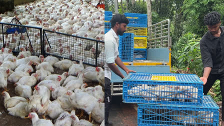 ഇറച്ചിക്കോഴി വില കുതിച്ചുയരുന്നു  CHICKEN RATE TODAY IN KERALA  WHOLESALE PRICE OF CHICKEN KERALA  TAMIL NADU BROILER FARM ISSUE