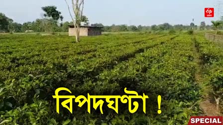 CRISIS HIT ASSAM TEA INDUSTRY