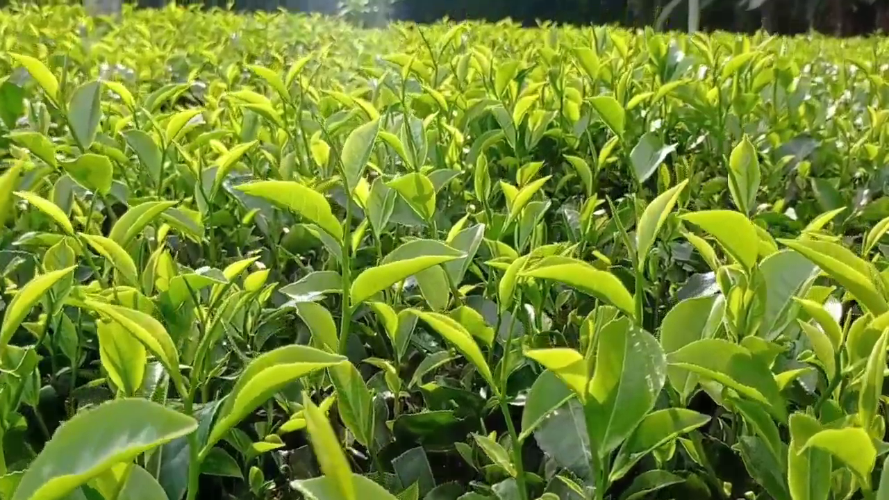 200 Tea Factories Will Be Closed